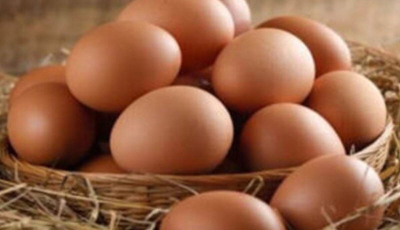 Tavuklarda Yumurta Verimi Neden Düşer? Nasıl Artar?